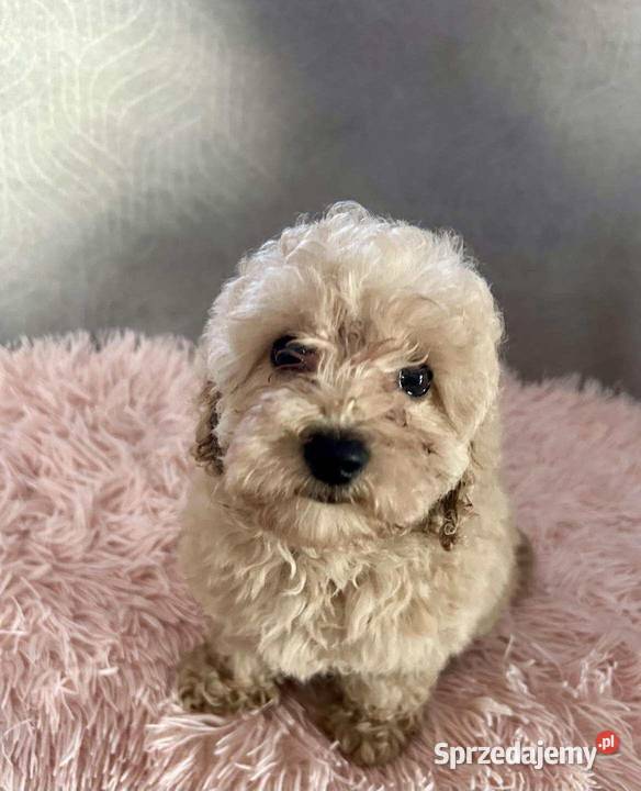 Pudel Toy apricot chłopiec Solec Kujawski