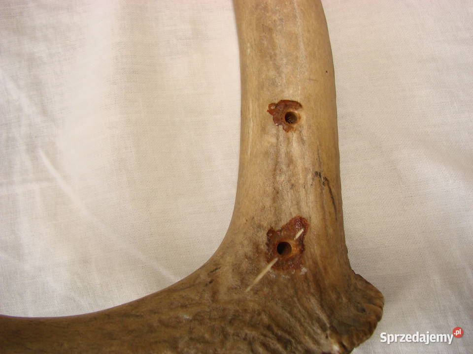 poroże jelenia pomorskie Pruszcz Gdański