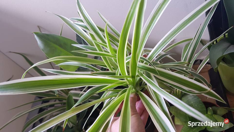 Rośliny doniczkowe Sansevieria Hahnii zielistki Zielone Kraków
