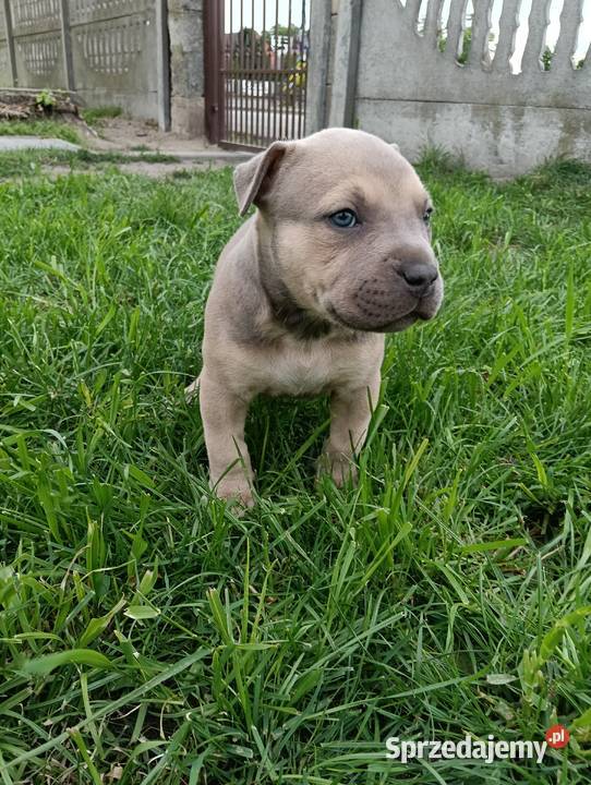 Amstaff szczeniaki Opatów