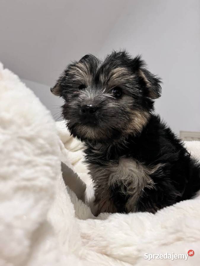 Sprzedam morki kujawsko-pomorskie Jeziora Wielkie