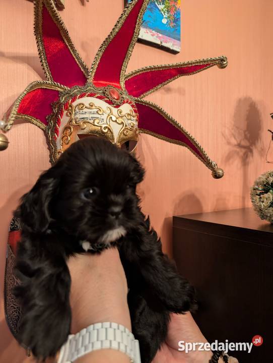 Szczenięta shih tzu z genem blue Zawiercie sprzedam