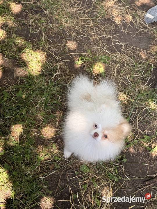 Szpic miniaturowypomeranian śląskie Zrębice