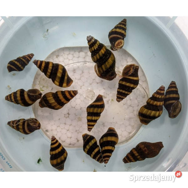 Ślimaki Helenki Helenka Pozostałe Toruń