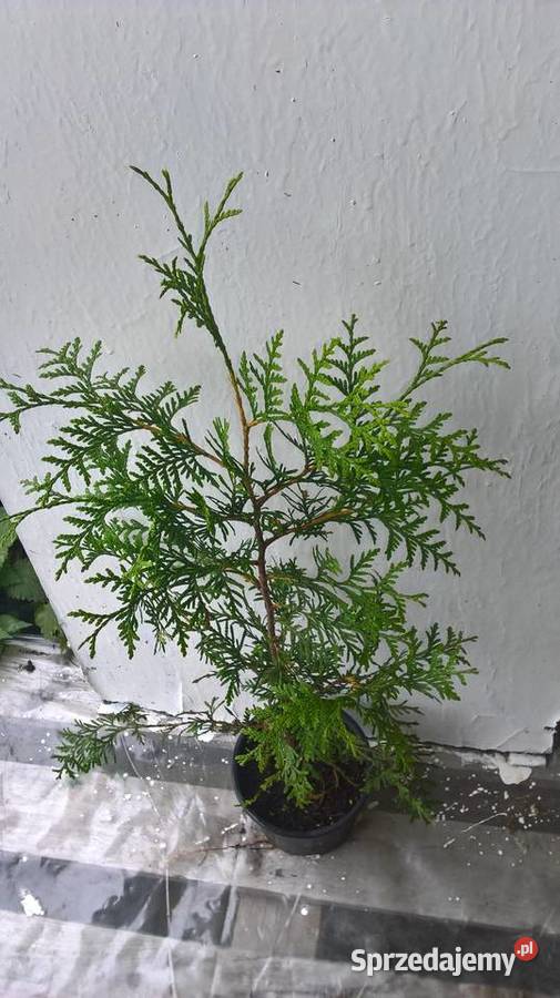 Żywotnik Brabant Najtaniej mazowieckie