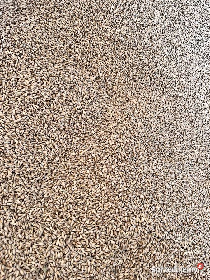 Pszenżyto Mąchocice Kapitulne sprzedam