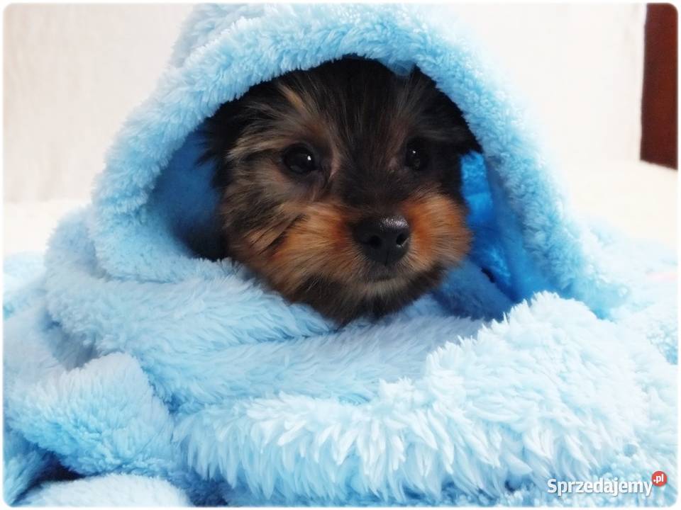 Maleńki piesek York Yorkshire Terrier z Psy