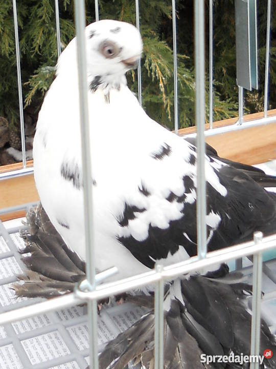 Motyl Warszawski Kielce