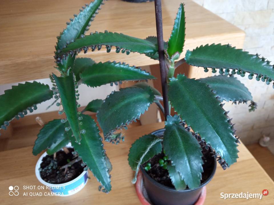 Żyworódki i inne kwiatki 10 podlaskie sprzedam