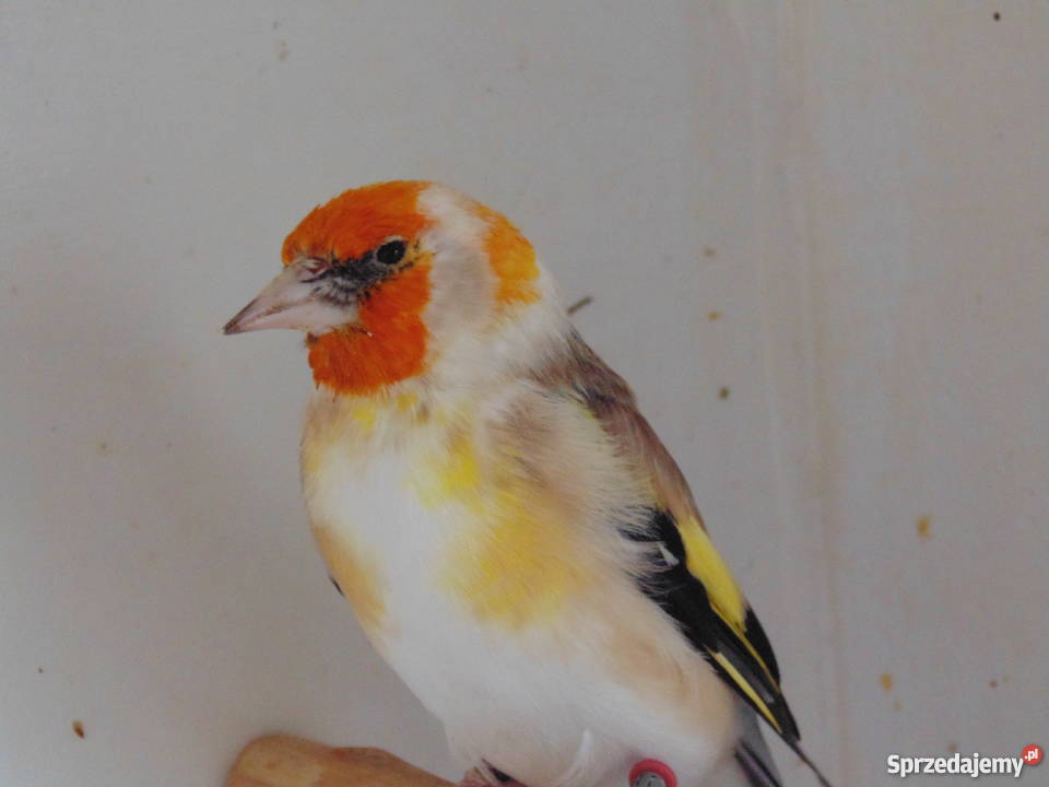 Szczygły syberyjskie kujawsko-pomorskie Włocławek