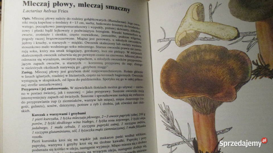 Rośliny przyprawowe Hlava Lanskaprzyprawyzioła Łódź