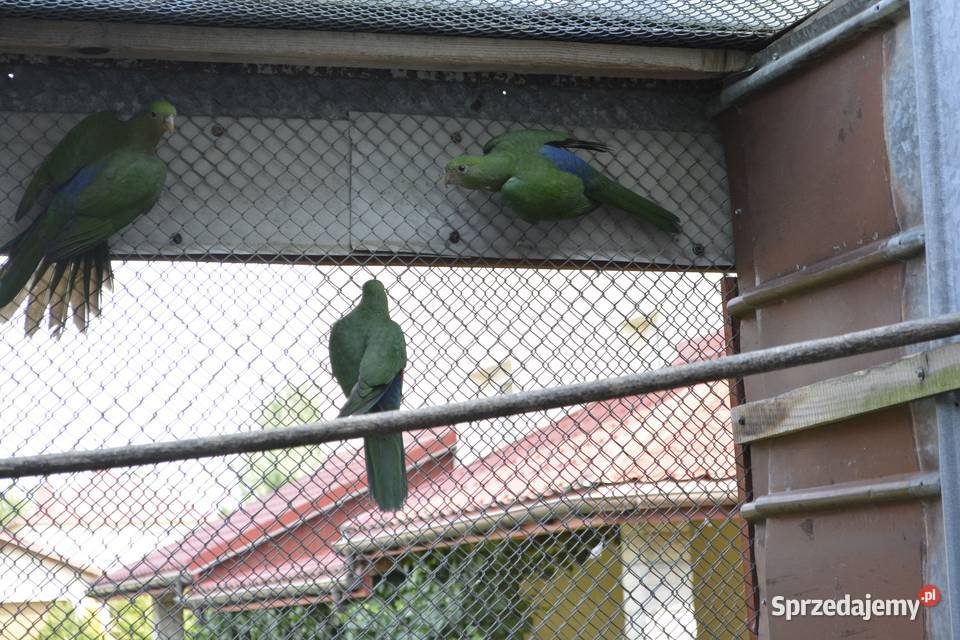 Papugi szkarłatki królewskie Rzeszów