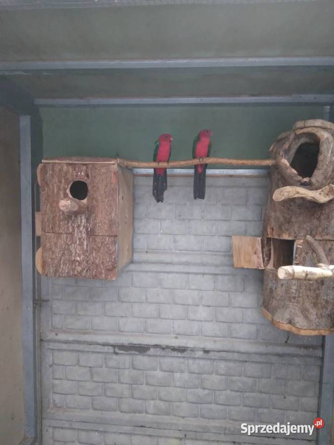 Szkarłatka żółtoskrzydła samiec Konury słoneczne Prusinowo