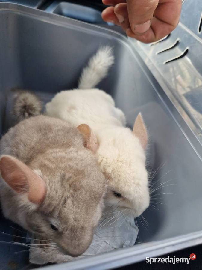 Szylki szynszyle chinchilla biała i beżowa Pinczyn