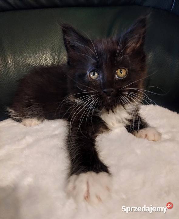 Cyrylka dziewczyna Maine coon Maine Coon Dolsk