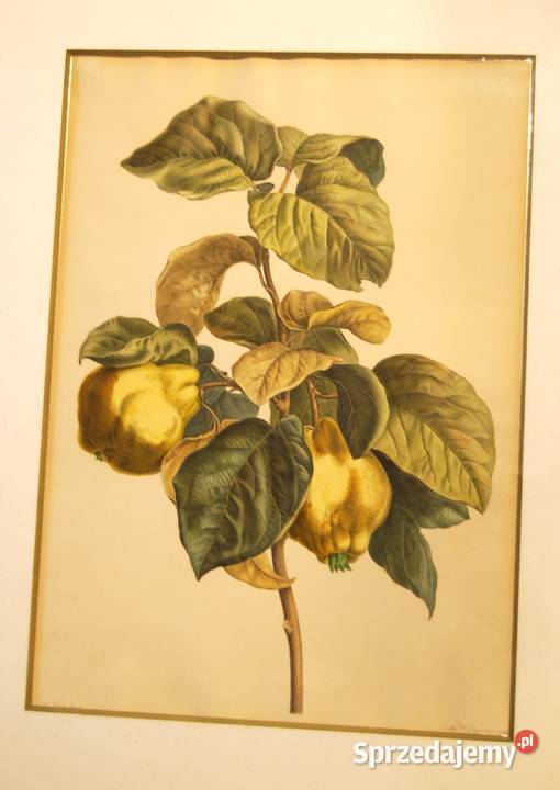 BESSA Pancrace akwatintowa duża rycina z owocami Poznań