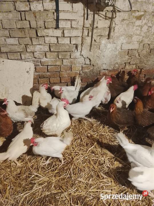 Kury nioski 30 tygodni leghorn Drób i ptactwo Brzeźno sprzedam