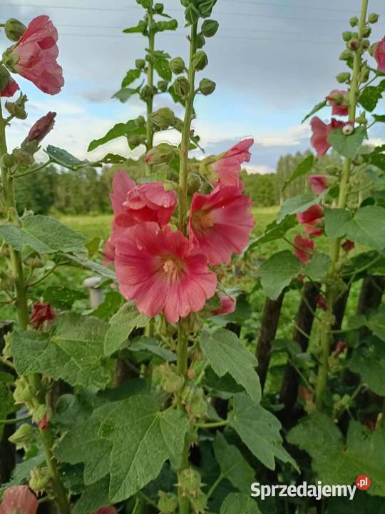 Malwa mix kolorów sprzedam