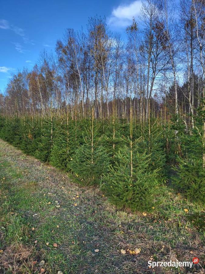 Świerk pospolity z plantacji choinki sprzedaż Niedźwiada