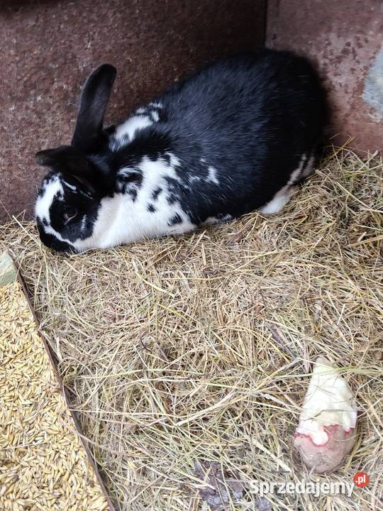 Mam na sprzedaż króliki zwykłe mięsne Króliki Króliki warmińsko-mazurskie Gołdap