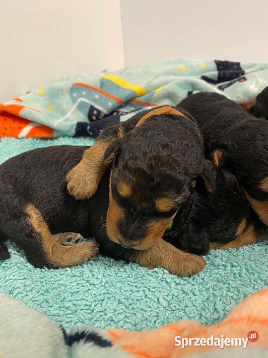 Airedale Terrier szczenięta ZKwPFCI Pozostałe kujawsko-pomorskie Mogilno