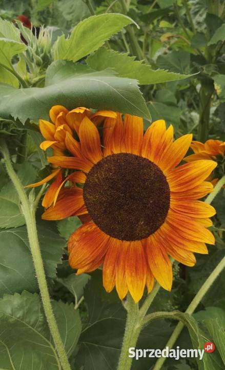 Kwiaty słonecznika kolorowe Bełżyce