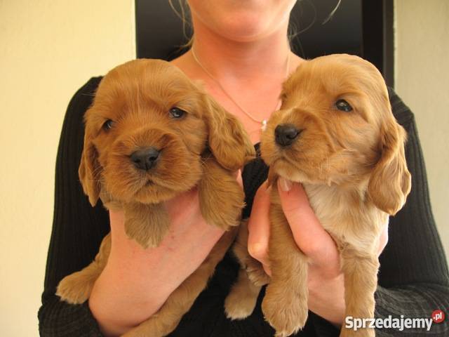 złote szczeniaki cocker spaniel Malec sprzedam
