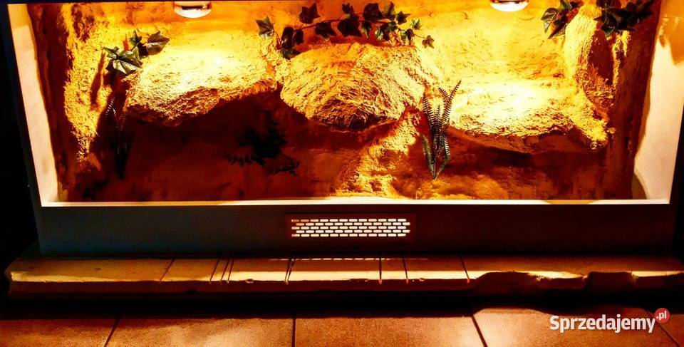 Terrarium hodowlane agamy brodatej gekona Olsztyn sprzedam