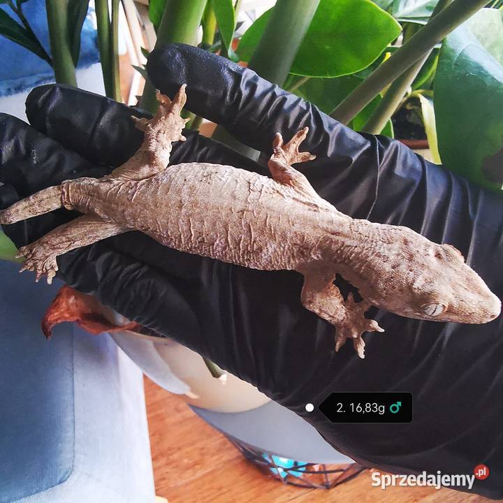 Gekon Olbrzymi Rhacodactylus Lechianus małopolskie Kraków sprzedam