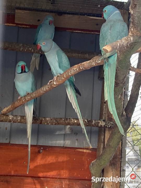 Papugi aleksandretty obroźne obrożne aleksy Szaflary