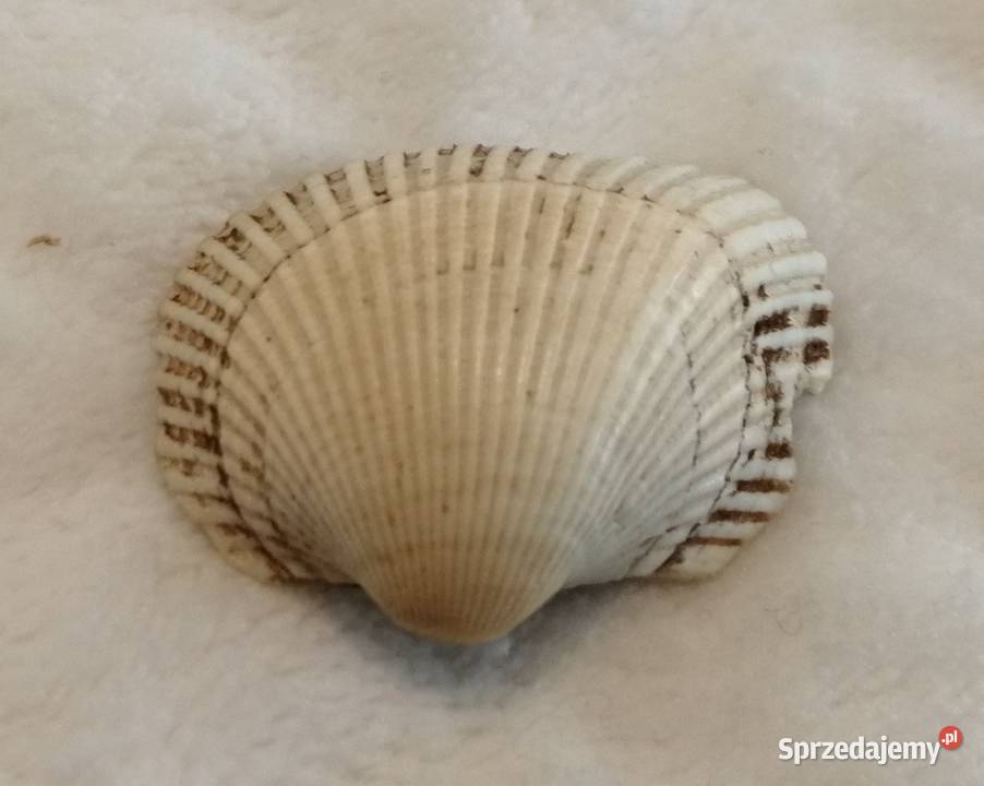 Muszla 32 65 Kreatywne Czeladź sprzedam
