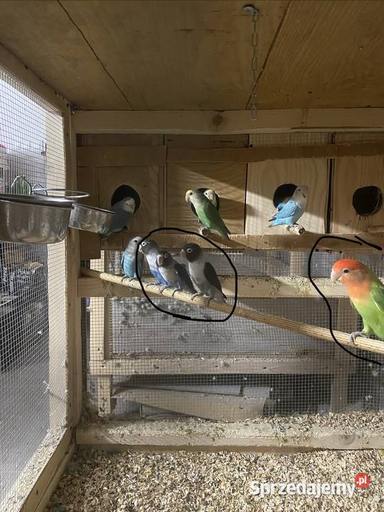 Nierozłączki zmienia dom małopolskie