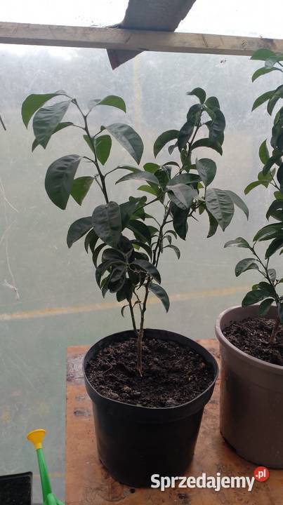 Mandarynki sztuk 85 Czarzyzna sprzedam