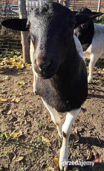 DORPER Baranki Owce tryk jarki kujawsko-pomorskie