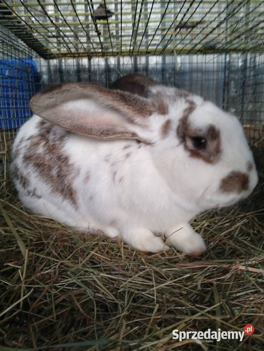 Sprzedam króliki podkarpackie Niemstów