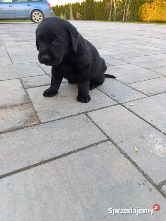 Pieski i suczki czarne Labradory Retriever małopolskie Tarnów