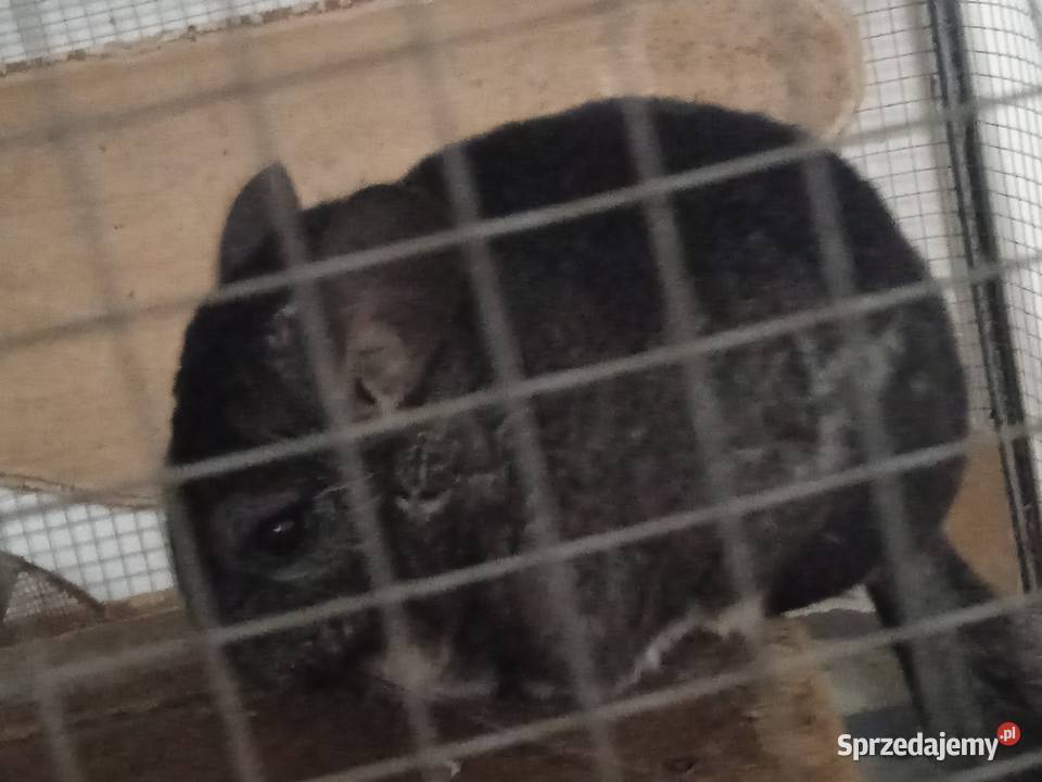 Oddam młodego szynszyla