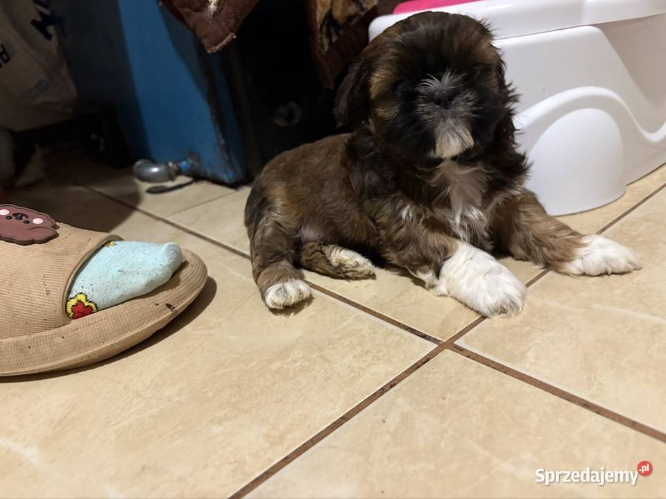 Suczka shih tzu Ciechanów
