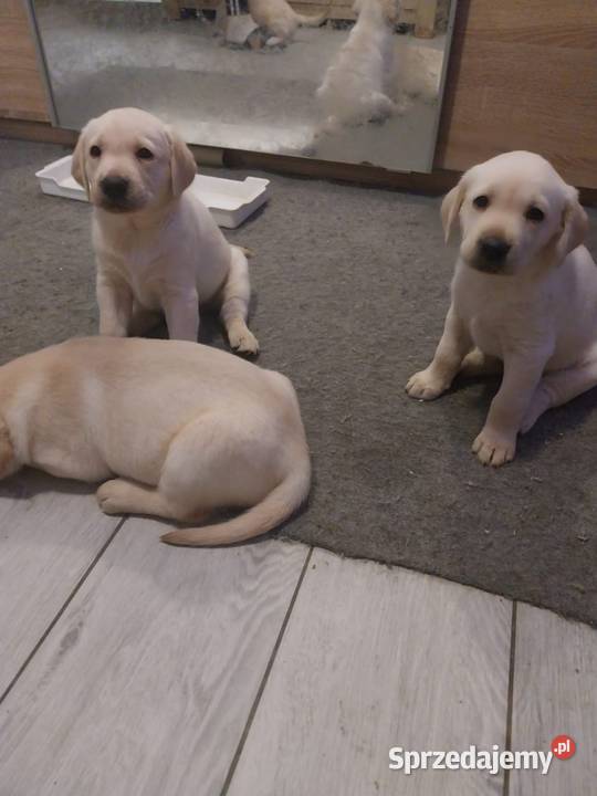 Labrador retriever Słupca