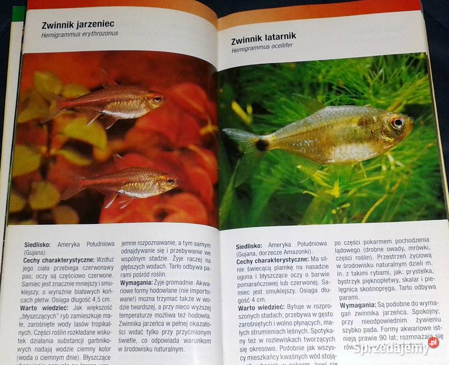 Ryby akwariowe Rozpoznawanie i utrzymanie Thomas Chełm