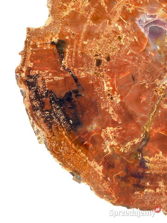 002 Wielkie skamieniałe drewno Rainbow Wood 41 x Pozostałe