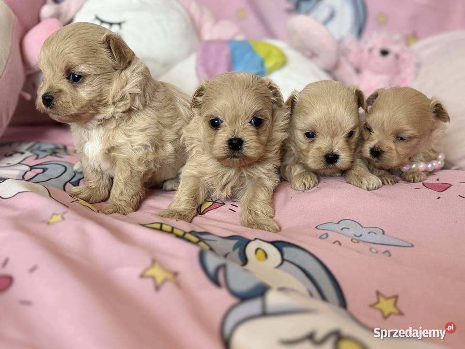 Maltipoo szczenięta Polanka Wielka