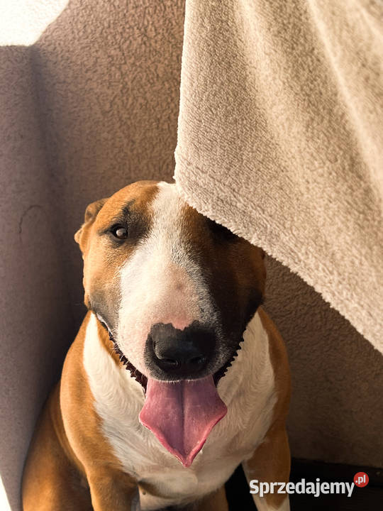 Chevrolet Aveo 2010 benzyna lpg Środa Wielkopolska