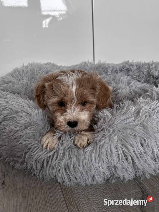Pieski rasy Maltipoo Kielce