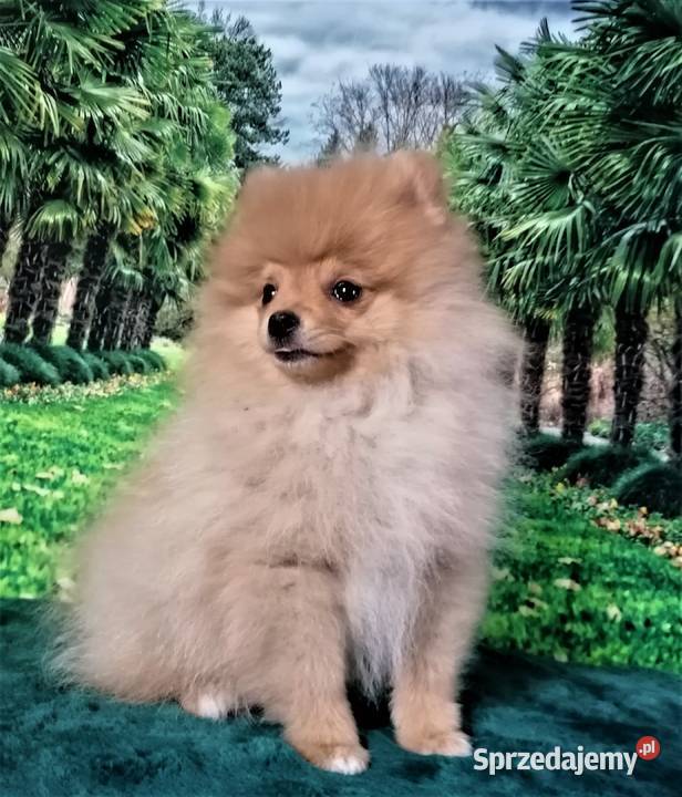 POMERANIAN szpic miniaturowy Suchy Bór