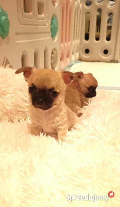 CHIHUAHUA Dąbrowa Górnicza sprzedam