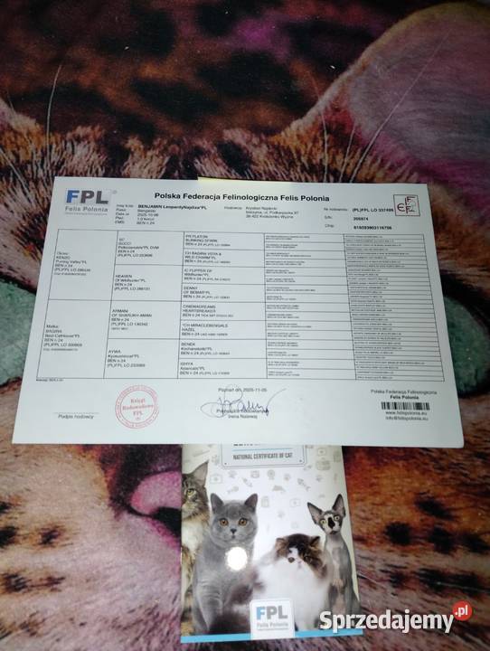 koty bengalskie kot bengalski Benjamin miot B Iskrzynia