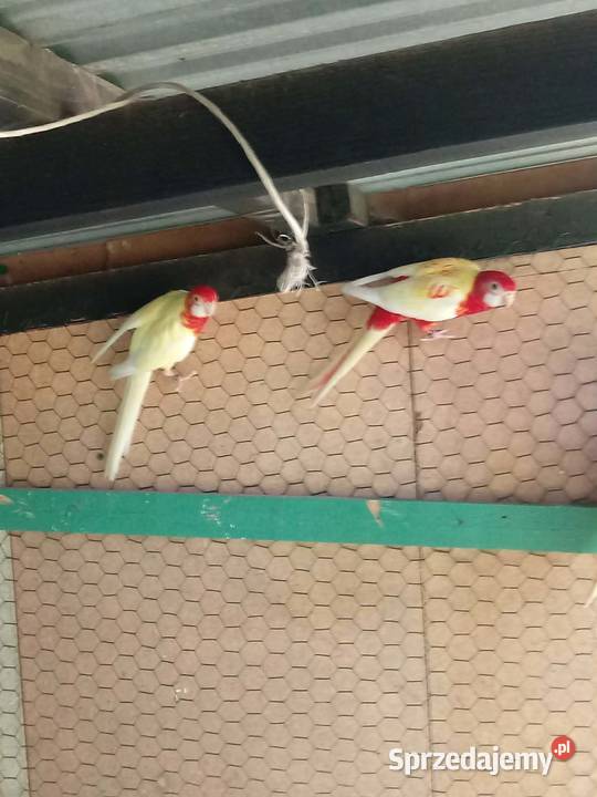 Rozella białolica samica Skała