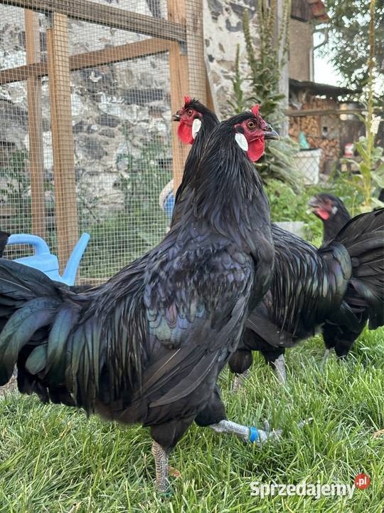 La Flche elegancka francusska rasa kur o dolnośląskie Głogów