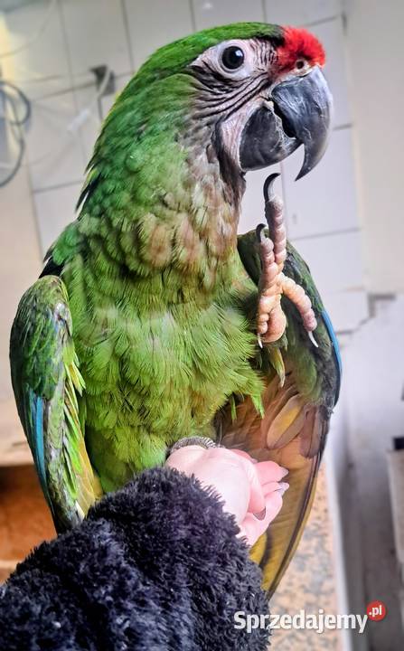 Ara zielonaMilitaris samica 2025 dolnośląskie